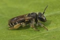 Closeup on a female of the rare Wilke\'s mining bee, Andrena wilkella, a specialist on clover, sitting on a green leaf