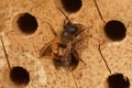 Closeup on a female Red mason bee, Osmia rufa at the nest entrance in a bee-hotel Royalty Free Stock Photo