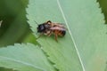 Closeup of a female red mason bee, Osmia rufa, resting on a green leaf Royalty Free Stock Photo