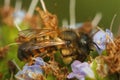 Closeup on a female Red mason bee, Osmia rufa sipping nectar fro Royalty Free Stock Photo