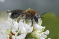 Closeup on a female red-tailed mining bee, Andrena haemorrhoa on a white flower