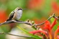 Closeup of a Female Rufous Hummingbird perched on a branch with copy space.