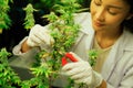 Closeup female scientist cutting gratifying cannabis plant in curative farm.