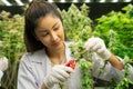 Closeup female scientist cutting gratifying cannabis plant in curative farm.