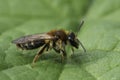 Closeup on a female Short-fringed Mining Bee, Andrena dorsata, sitting on a green leaf Royalty Free Stock Photo