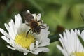 Closeup on a female Short-fringed Mining Bee, Andrena dorsata sitting on a white common daisy flower Royalty Free Stock Photo