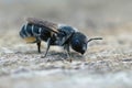 Closeup on a female small mason bee, Osmia ligurica , from the Gard, France
