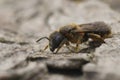 Closeup on a female of a snail-housing mason bee, Osmia rufohirta sitting on wood