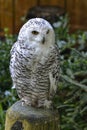 Closeup of female snowy owl
