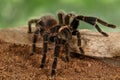 Closeup female of spider tarantula crawling on the snag on green background.