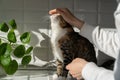 Closeup of female stroking cat at home, showing love to his owner. Pet lover concept Royalty Free Stock Photo