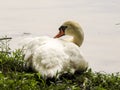 Closeup Female Swan Resting at Waters Edge