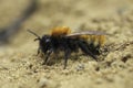 Closeup on a female Tawny mining bee, Andrena fulva sitting on the ground