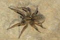 Closeup on a female of the Trochosa wolf spiders sitting on a stone