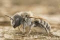 Closeup on a female Tufted small mason bee, Hoplitis cristatula