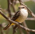 Closeup of a female Vermilion Flycatcher on a tree branch