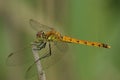 Closeup of a female of the very rare and endangered darter , Sym Royalty Free Stock Photo