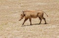Closeup of a female warthog