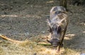 Closeup of a female warthog walking towards the camera, tropical wild boar specie from Africa