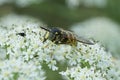 Closeup on a female wasp-mimic spearhorn hoverfly, Chrysotoxum fasciolatum on a white Hogweed in the Austrian alps Royalty Free Stock Photo