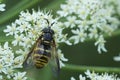 Closeup on a female wasp-mimic spearhorn hoverfly, Chrysotoxum fasciolatum on a white Hogweed in the Austrian alps