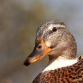 Closeup female wild duck Royalty Free Stock Photo