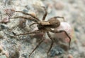 Female wolf spider carrying egg sac Royalty Free Stock Photo