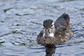 A closeup of female Woodduck on the lake. Royalty Free Stock Photo