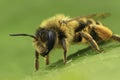 Closeup on a female Yellow-legged mining bee, Andrena flavipes sitting on a green leaf Royalty Free Stock Photo