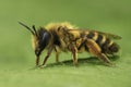 Closeup on a female Yellow-legged mining bee, Andrena flavipes sitting on a green leaf