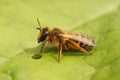 Closeup on a female Yellow-legged mining bee, Andrena flavipes, sitting on a green leaf