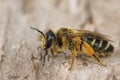 Closeup on a female Yellow legged mining bee, Andrena flavipes, sitting on wood