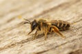 Closeup on a female Yellow-legged mining bee, Andrena flavipes, sitting on wood