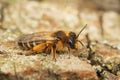 Closeup on a female Yellow-legged mining bee, Andrena flavipes, sitting on wood