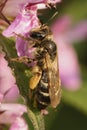 Closeup on a female Yellow leggeed mining bee, Andrena flavipes sitting on a pink flower