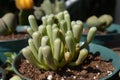 Fenestraria Rhopalophylla Baby Toes Succulent Plant Royalty Free Stock Photo