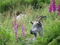 Closeup of feral goat grazing near foxglove plants near the Valley of Rocks, near Lynton, North Devon, England.