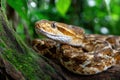 Closeup of Ferdelance Pit Viper on Mossy Branch Royalty Free Stock Photo