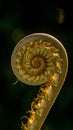 Closeup of fern bud in the tropical rain forest with sunbeam. Royalty Free Stock Photo