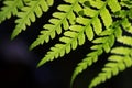 Closeup of a fern frond Royalty Free Stock Photo