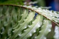 Closeup of fern frond with spores on its leaves. Very detailed structure and blurred background Royalty Free Stock Photo