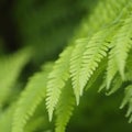 Closeup Fern Fronds Dangle Across Green Bokeh Copy Space Above and Below