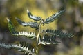 Closeup fern leaf with blurred background Royalty Free Stock Photo