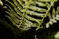 Lighted closeup of a fern Royalty Free Stock Photo