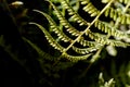 Lighted closeup of a fern Royalty Free Stock Photo