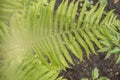 Closeup fern leaf, sunlight outdoor, natural background and texture of a tropical plant, top view Royalty Free Stock Photo