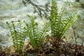 fern leaves in border water