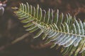 Closeup of fern leaves covered in the frost under the sunlight with a blurry background Royalty Free Stock Photo