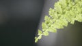 Closeup fern leaves with natural background in sunlight.