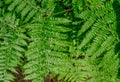 Closeup of fern leaves in vibrant green Royalty Free Stock Photo